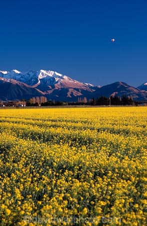 agriculture;balloons;color;colors;colour;colours;countryside;crop;cropping;crops;cultivation;farm;farming;farmland;farms;fields;flower;flowers;garden;gardens;horticulture;mountain;mountains;paddock;paddocks;rape-seed;rural;snow;yellow