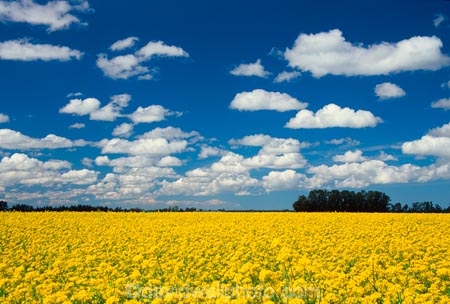 agriculture;balloons;color;colors;colour;colours;countryside;crop;cropping;crops;cultivation;farm;farming;farmland;farms;fields;flower;flowers;garden;gardens;horticulture;mountain;mountains;paddock;paddocks;rape-seed;rural;yellow