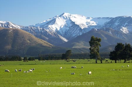 agricultural;agriculture;alp;alpine;alps;altitude;canterbury;country;countryside;crop;crops;farm;farming;farmland;farms;field;fields;high-altitude;horticulture;main-divide;meadow;meadows;Methven;mount;mount-hutt;mountain;mountain-peak;mountainous;mountains;mountainside;mt;mt-hutt;mt.;mt.-hutt;New-Zealand;paddock;paddocks;pasture;pastures;peak;peaks;peneplain;plain;plains;range;ranges;rural;sheep;snow;snow-capped;snow_capped;snowcapped;snowy;South-Island;southern-alps;summit;summits