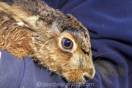 animal;animals;canterbury;Hare;hares;lagomorpha;lepus;mammal;mammals;New-Zealand;pest;South-Island;wild
