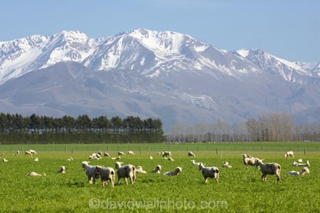 agricultural;agriculture;alp;alpine;alps;altitude;canterbury;Canterbury-Plains;country;countryside;crop;crops;farm;farming;farmland;farms;field;fields;high-altitude;horticulture;main-divide;meadow;meadows;Methven;mount;mountain;mountain-peak;mountainous;mountains;mountainside;mt;mt.;New-Zealand;paddock;paddocks;pasture;pastures;peak;peaks;peneplain;plain;plains;range;ranges;rural;sheep;snow;snow-capped;snow_capped;snowcapped;snowy;South-Island;southern-alps;summit;summits