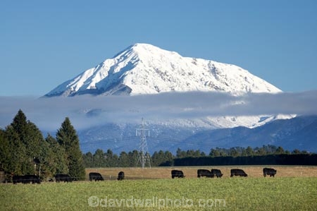 agricultural;agriculture;alp;alpine;alps;animal;animals;calves;Canterbury-foothills;cattle;cloud;clouds;cold;country;countryside;cow;cows;farm;farming;farmland;farms;field;fields;foothills;freeze;freezing;grass;grassy;Herbivore;Herbivores;Herbivorous;Livestock;mammal;mammals;meadow;meadows;Mid-Canterbury;mount;Mount-Somers;mountain;mountain-peak;mountainous;mountains;mountainside;mt;Mt-Somers;mt.;Mt.-Somers;N.Z.;New-Zealand;NZ;paddock;paddocks;pasture;pastures;peak;peaks;range;ranges;rural;S.I.;season;seasonal;seasons;SI;snow;snow-capped;snow_capped;snowcapped;snowy;south-island;southern-alps;stock;summit;summits;winter;wintery