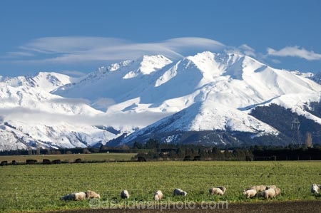 agricultural;agriculture;alp;alpine;alps;Canterbury-foothills;cold;country;countryside;ewes;farm;Farm-animals;farming;farmland;farms;field;fields;flock;flocks;foothills;freeze;freezing;livestock;mammal;mammals;meadow;meadows;Mid-Canterbury;mount;Mount-Winterslow;mountain;mountain-peak;mountainous;mountains;mountainside;mt;Mt-Winterslow;mt.;Mt.-Winterslow;N.Z.;New-Zealand;NZ;paddock;paddocks;pasture;pastures;peak;peaks;range;ranges;rural;S.I.;season;seasonal;seasons;sheep;SI;snow;snow-capped;snow_capped;snowcapped;snowy;South-Island;southern-alps;stock;summit;summits;winter;Winterslow-Range;wintery