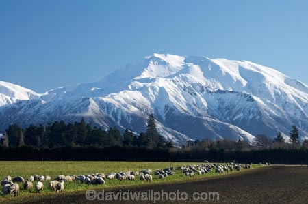 agricultural;agriculture;alp;alpine;alps;Canterbury-foothills;cold;country;countryside;ewes;farm;Farm-animals;farming;farmland;farms;field;fields;flock;flocks;foothills;freeze;freezing;livestock;mammal;mammals;meadow;meadows;Mid-Canterbury;mount;Mount-Hutt;Mount-Hutt-Range;Mount-Hutt-Ski-Area;Mount-Hutt-Ski-Field;mountain;mountain-peak;mountainous;mountains;mountainside;mt;Mt-Hutt;Mt-Hutt-Range;Mt-Hutt-Ski-Area;Mt-Hutt-Ski-Field;mt.;Mt.-Hutt;Mt.-Hutt-Range;Mt.-Hutt-Ski-Area;Mt.-Hutt-Ski-Field;N.Z.;New-Zealand;NZ;paddock;paddocks;pasture;pastures;peak;peaks;range;ranges;rural;S.I.;season;seasonal;seasons;sheep;SI;snow;snow-capped;snow_capped;snowcapped;snowy;South-Island;southern-alps;stock;summit;summits;winter;wintery