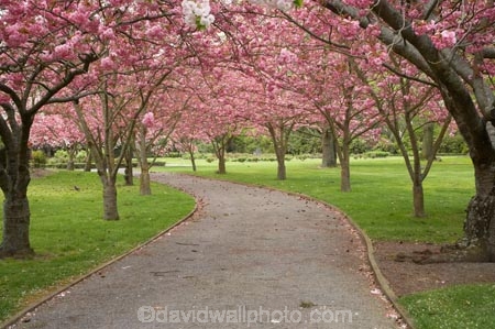 Ashburton-Domain;Ashburton-Gardens;avenue;avenues;bloom;blooming;blooms;blossom;blossoming;blossoms;Botanic-Garden;Botanic-Gardens;Botanical-Garden;Botanical-Gardens;Canterbury;Christchurch;footpath;footpaths;fresh;grow;growth;in-springtime;Mid-Canterbury;Mid_Canterbury;N.Z.;New-Zealand;NZ;path;paths;pathway;pink;renew;S.I.;season;seasonal;seasons;SI;South-Is.;South-Island;spring;springtime