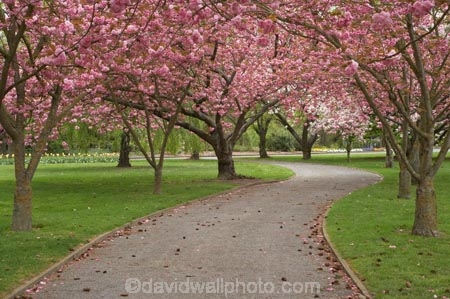 Ashburton-Domain;Ashburton-Gardens;avenue;avenues;bloom;blooming;blooms;blossom;blossoming;blossoms;Botanic-Garden;Botanic-Gardens;Botanical-Garden;Botanical-Gardens;Canterbury;Christchurch;footpath;footpaths;fresh;grow;growth;in-springtime;Mid-Canterbury;Mid_Canterbury;N.Z.;New-Zealand;NZ;path;paths;pathway;pink;renew;S.I.;season;seasonal;seasons;SI;South-Is.;South-Island;spring;springtime