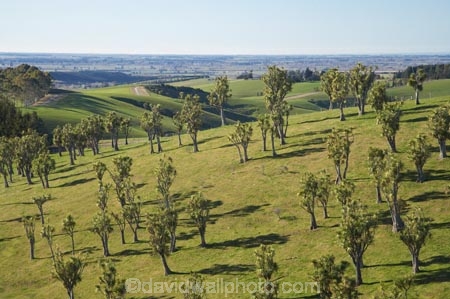 agricultural;agriculture;cabbage-tree;cabbage-trees;Canterbury;Cordyline-australis;country;countryside;farm;farming;farmland;farms;field;fields;meadow;meadows;N.Z.;New-Zealand;NZ;paddock;paddocks;pasture;pastures;Pioneer-Trail;rural;S.I.;SI;South-Canterbury;South-Is;South-Island