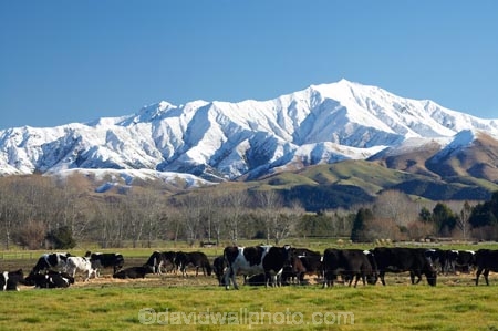 agricultural;agriculture;alp;alpine;alps;altitude;animal;animals;Canterbury;Canterbury-Plain;Canterbury-Plains;cattle;cold;country;countryside;cow;cows;dairy;dairy-cow;dairy-cows;dairy-farm;dairy-farms;farm;farming;farmland;farms;field;fields;Four-Peaks-Range;Geraldine;grass;grassy;Herbivore;Herbivores;Herbivorous;Livestock;mammal;mammals;meadow;meadows;Mid-Canterbury;mount;mountain;mountain-peak;mountainous;mountains;mt;mt.;N.Z.;New-Zealand;NZ;paddock;paddocks;pasture;pastures;peak;peaks;range;ranges;rural;S.I.;season;seasonal;seasons;SI;snow;snow-capped;snow_capped;Snow_capped-Mountains;snowcapped;snowy;South-Is;South-Island;stock;summit;summits;white;winter;wintery