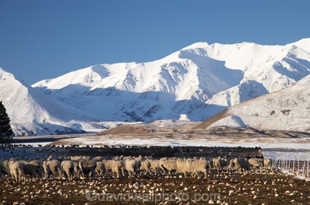 agricultural;agriculture;Animal;Animals;Canterbury;cold;country;countryside;crop;cropping;crops;Crowd;Crowded;Crowds;drove;droving;ewes;farm;Farm-animals;farming;farmland;farms;field;fields;flock;flocks;Hakatere-Conservation-Park;herbivore;herbivores;herbivorous;herd;herds;horticulture;livestock;mammal;mammals;meadow;meadows;Mid-Canterbury;mob;mobs;N.Z.;New-Zealand;NZ;Outdoor;Outdoors;Outside;paddock;paddocks;pasture;pastures;rural;S.I.;season;seasonal;seasons;sheep;SI;snow;snowy;South-Is;South-Island;stock;swede;swede-crop;swede-crops;swedes;Taylor-Range;white;winter;winter-crop;winter-crops;winter-feed;wintery;wool;woolly;wooly
