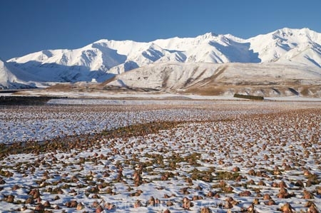 agricultural;agriculture;Canterbury;cold;country;countryside;crop;cropping;crops;farm;farming;farmland;farms;field;fields;Hakatere-Conservation-Park;horticulture;meadow;meadows;Mid-Canterbury;N.Z.;New-Zealand;NZ;paddock;paddocks;pasture;pastures;rural;S.I.;season;seasonal;seasons;SI;snow;snowy;South-Is;South-Island;swede;swede-crop;swede-crops;swedes;Taylor-Range;white;winter;winter-crop;winter-crops;winter-feed;wintery