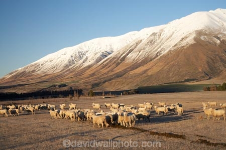 alp;alpine;alps;altitude;Canterbury;cold;Lake-Coleridge;livestock;Mid-Canterbury;mount;Mount-Hutt-Range;mountain;mountain-peak;mountainous;mountains;mt;Mt-Hutt-Range;mt.;Mt.-Hutt-Range;N.Z.;New-Zealand;NZ;peak;peaks;range;ranges;S.I.;season;seasonal;seasons;sheep;SI;snow;snow-capped;snow_capped;snowcapped;snowy;South-Is;South-Island;stock;summit;summits;white;winter;wintery