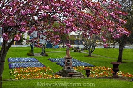 bloom;blooming;blooms;blossom;blossoming;blossoms;Botanic-Garden;Botanic-Gardens;Botanical-Garden;Botanical-Gardens;Canterbury;flower;flower-garden;flower-gardens;flowers;garden;gardens;N.Z.;New-Zealand;NZ;poppies;poppy;S.I.;season;seasonal;seasons;SI;South-Canterbury;South-Is;South-Is.;South-Island;spring;spring-time;spring_time;springtime;Sth-Is;Timaru;Timaru-Botanic-Garden;Timaru-Botanic-Gardens;Timaru-Botanical-Garden;Timaru-Botanical-Gardens;Timaru-Garden;Timaru-Gardens