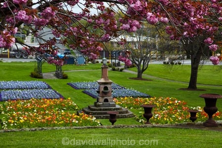 bloom;blooming;blooms;blossom;blossoming;blossoms;Botanic-Garden;Botanic-Gardens;Botanical-Garden;Botanical-Gardens;Canterbury;flower;flower-garden;flower-gardens;flowers;garden;gardens;N.Z.;New-Zealand;NZ;poppies;poppy;S.I.;season;seasonal;seasons;SI;South-Canterbury;South-Is;South-Is.;South-Island;spring;spring-time;spring_time;springtime;Sth-Is;Timaru;Timaru-Botanic-Garden;Timaru-Botanic-Gardens;Timaru-Botanical-Garden;Timaru-Botanical-Gardens;Timaru-Garden;Timaru-Gardens