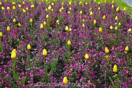 Botanic-Garden;Botanic-Gardens;Botanical-Garden;Botanical-Gardens;Canterbury;flower;flower-garden;flower-gardens;flowers;garden;gardens;N.Z.;New-Zealand;NZ;S.I.;season;seasonal;seasons;SI;South-Canterbury;South-Is;South-Is.;South-Island;spring;spring-time;spring_time;springtime;Sth-Is;Timaru;Timaru-Botanic-Garden;Timaru-Botanic-Gardens;Timaru-Botanical-Garden;Timaru-Botanical-Gardens;Timaru-Garden;Timaru-Gardens;tulip;tulips