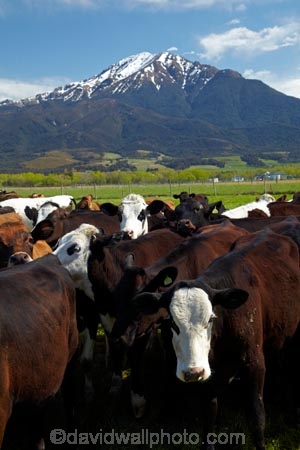 agricultural;agriculture;animal;animals;Canterbury;cattle;country;countryside;cow;cows;dairy;dairy-cow;dairy-cows;dairy-farm;dairy-farms;farm;farming;farmland;farms;field;fields;Herbivore;Herbivores;Herbivorous;Livestock;mammal;mammals;meadow;meadows;Mid-Canterbury;Mid_Canterbury;Mount-Somers;Mt-Somers;Mt.-Somers;N.Z.;New-Zealand;NZ;paddock;paddocks;pasture;pastures;rural;S.I.;SI;South-Is;South-Is.;South-Island;Staveley;Sth-Is;stock