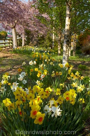 Aotearoa;bloom;blooming;blooms;blossom;blossoms;Canterbury;daffodil;daffodils;floral;flower;flower-bed;flower-beds;flower-garden;flower-gardens;flowers;garden;gardens;Methven;Mid-Canterbury;N.Z.;New-Zealand;NZ;pink;pink-blossom;public-flower-garden;public-garden;public-gardens;season;seasonal;seasons;South-Is;South-Island;spring;spring-time;spring_time;springtime;Sth-Is;yellow