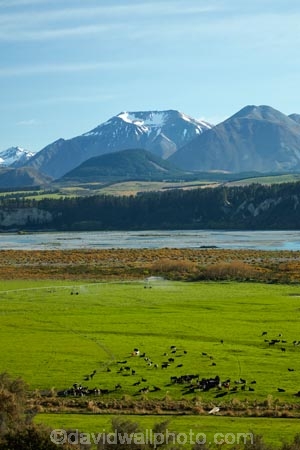 agricultural;agriculture;Aotearoa;Canterbury;cattle;country;countryside;cow;cows;farm;farming;farmland;farms;field;fields;livestock;meadow;meadows;Mid-Canterbury;mountain;mountains;N.Z.;New-Zealand;NZ;paddock;paddocks;pasture;pastures;Rakaia-River;rural;South-Is;South-Island;Southern-Alps;Sth-Is;Upper-Rakaia-River