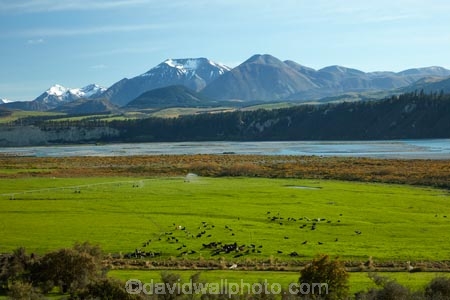agricultural;agriculture;Aotearoa;Canterbury;cattle;country;countryside;cow;cows;farm;farming;farmland;farms;field;fields;livestock;meadow;meadows;Mid-Canterbury;mountain;mountains;N.Z.;New-Zealand;NZ;paddock;paddocks;pasture;pastures;Rakaia-River;rural;South-Is;South-Island;Southern-Alps;Sth-Is;Upper-Rakaia-River