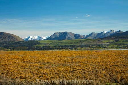 agricultural;agriculture;Aotearoa;Bloom;Canterbury;common-gorse;country;countryside;farm;farming;farmland;farms;field;fields;flower;flowers;furze;gorse;gorse-flower;gorse-flowers;Gorse-in-Flower;horticulture;meadow;meadows;Mid-Canterbury;mountain;mountains;N.Z.;New-Zealand;noxious-plant;noxious-plants;noxious-weed;noxious-weeds;NZ;paddock;paddocks;pasture;pastures;pest;pests;rural;season;seasonal;seasons;South-Is;South-Island;Southern-Alps;spring;spring-time;spring_time;springtime;Sth-Is;Ulex-europaeus;weed;weeds;whin;yellow;yellow-flower;yellow-flowers
