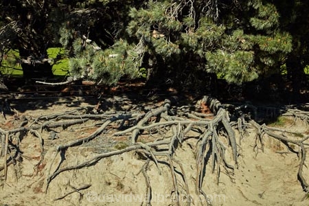 Aotearoa;Canterbury;eroded;erosion;Mid-Canterbury;N.Z.;New-Zealand;NZ;pine;pine-trees;root;root-system;root-systems;roots;South-Is;South-Island;Sth-Is;tree;tree-root;tree-roots