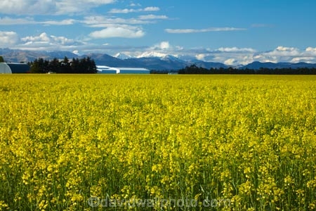 agricultural;agriculture;canolla;canolla-field;canolla-fields;Canterbury;country;countryside;crop;crops;farm;farming;farmland;farms;field;fields;flower;flowers;horticulture;meadow;meadows;Methven;Methven-Chertsey-Rd;Methven-Chertsey-Road;Methven_Chertsey-Road;Mid-Canterbury;N.Z.;New-Zealand;NZ;paddock;paddocks;pasture;pastures;rapeseed;rapeseed-field;rural;S.I.;season;seasonal;seasons;SI;South-Is;South-Island;spring;spring-time;spring_time;springtime;Sth-Is;Yellow;yellow-flower;yellow-flowers