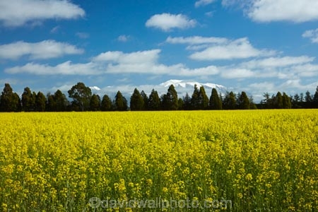agricultural;agriculture;canolla;canolla-field;canolla-fields;Canterbury;country;countryside;crop;crops;farm;farming;farmland;farms;field;fields;flower;flowers;horticulture;meadow;meadows;Methven;Methven-Chertsey-Rd;Methven-Chertsey-Road;Methven_Chertsey-Road;Mid-Canterbury;Mount-Hutt;mountain;mountains;Mt-Hutt;N.Z.;New-Zealand;NZ;paddock;paddocks;pasture;pastures;rapeseed;rapeseed-field;rural;S.I.;season;seasonal;seasons;SI;snow;snow-capped;snowy;South-Is;South-Island;southern-alps;spring;spring-time;spring_time;springtime;Sth-Is;yellow;yellow-flower;yellow-flowers