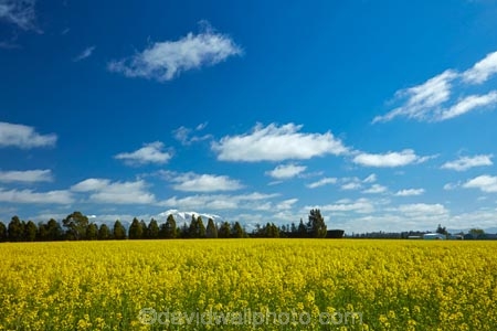 agricultural;agriculture;big-skies;big-sky;canolla;canolla-field;canolla-fields;Canterbury;country;countryside;crop;crops;farm;farming;farmland;farms;field;fields;flower;flowers;horticulture;meadow;meadows;Methven;Methven-Chertsey-Rd;Methven-Chertsey-Road;Methven_Chertsey-Road;Mid-Canterbury;Mount-Hutt;mountain;mountains;Mt-Hutt;N.Z.;New-Zealand;NZ;paddock;paddocks;pasture;pastures;rapeseed;rapeseed-field;rural;S.I.;season;seasonal;seasons;SI;skies;sky;snow;snow-capped;snowy;South-Is;South-Island;southern-alps;spring;spring-time;spring_time;springtime;Sth-Is;yellow;yellow-flower;yellow-flowers