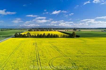 aerial;Aerial-drone;Aerial-drones;aerial-image;aerial-images;aerial-photo;aerial-photograph;aerial-photographs;aerial-photography;aerial-photos;aerial-view;aerial-views;aerials;agricultural;agriculture;canolla;canolla-field;canolla-fields;Canterbury;country;countryside;crop;crops;Drone;Drones;farm;farming;farmland;farms;field;fields;flower;flowers;horticulture;meadow;meadows;Methven;Mid-Canterbury;Mount-Hutt;mountain;mountains;Mt-Hutt;N.Z.;New-Zealand;NZ;paddock;paddocks;pasture;pastures;Quadcopter-aerial;Quadcopters-aerials;rapeseed;rapeseed-field;rural;S.I.;season;seasonal;seasons;SI;South-Is;South-Island;southern-alps;spring;spring-time;spring_time;springtime;Sth-Is;tire-tracks;tractor-tracks;tyre-tracks;U.A.V.-aerial;UAV-aerials;wheel-tracks;yellow;yellow-flower;yellow-flowers