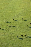 canterbury;aerial;aerials;canterbury-plains;methven;dairy-cow;dairy-cows;peneplain;plain;plains;grass;grassy;grassland;green;herd;herds