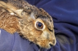 animal;animals;canterbury;Hare;hares;lagomorpha;lepus;mammal;mammals;New-Zealand;pest;South-Island;wild