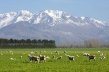 agricultural;agriculture;alp;alpine;alps;altitude;canterbury;Canterbury-Plains;country;countryside;crop;crops;farm;farming;farmland;farms;field;fields;high-altitude;horticulture;main-divide;meadow;meadows;Methven;mount;mountain;mountain-peak;mountainous;mountains;mountainside;mt;mt.;New-Zealand;paddock;paddocks;pasture;pastures;peak;peaks;peneplain;plain;plains;range;ranges;rural;sheep;snow;snow-capped;snow_capped;snowcapped;snowy;South-Island;southern-alps;summit;summits