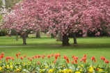 Ashburton-Domain;Ashburton-Gardens;bloom;blooming;blooms;blossom;blossoming;blossoms;Botanic-Garden;Botanic-Gardens;Botanical-Garden;Botanical-Gardens;Canterbury;Christchurch;flower;flowers;fresh;grow;growth;in-springtime;Mid-Canterbury;Mid_Canterbury;N.Z.;New-Zealand;NZ;pink;renew;S.I.;season;seasonal;seasons;SI;South-Is.;South-Island;spring;springtime;tulip;tulips
