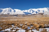 agricultural;agriculture;Canterbury;cold;country;countryside;farm;farming;farmland;farms;field;fields;Hakatere-Conservation-Park;meadow;meadows;Mid-Canterbury;Mount-Catherine;Mt-Catherine;Mt.-Catherine;N.Z.;New-Zealand;NZ;paddock;paddocks;pasture;pastures;rural;S.I.;season;seasonal;seasons;SI;snow;snowy;South-Is;South-Island;Taylor-Range;tussock;tussocks;white;winter;wintery