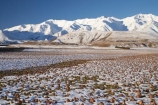 agricultural;agriculture;Canterbury;cold;country;countryside;crop;cropping;crops;farm;farming;farmland;farms;field;fields;Hakatere-Conservation-Park;horticulture;meadow;meadows;Mid-Canterbury;N.Z.;New-Zealand;NZ;paddock;paddocks;pasture;pastures;rural;S.I.;season;seasonal;seasons;SI;snow;snowy;South-Is;South-Island;swede;swede-crop;swede-crops;swedes;Taylor-Range;white;winter;winter-crop;winter-crops;winter-feed;wintery