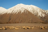 alp;alpine;alps;altitude;Canterbury;cold;Lake-Coleridge;livestock;Mid-Canterbury;mount;Mount-Hutt-Range;mountain;mountain-peak;mountainous;mountains;mt;Mt-Hutt-Range;mt.;Mt.-Hutt-Range;N.Z.;New-Zealand;NZ;peak;peaks;range;ranges;S.I.;season;seasonal;seasons;sheep;SI;snow;snow-capped;snow_capped;snowcapped;snowy;South-Is;South-Island;stock;summit;summits;white;winter;wintery