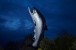 art;art-work;art-works;Canterbury;dusk;evening;fish;Fish-Statue;fishes;Mid-Canterbury;N.Z.;New-Zealand;night;night-time;NZ;public-art;public-art-work;public-art-works;public-sculpture;public-sculptures;Rakaia;S.I.;salmon;Salmon-Statue;sculpture;sculptures;SI;South-Is.;South-Island;twilight