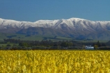 agricultural;agriculture;canola;Canterbury;color;colors;colour;colours;country;countryside;crop;cropping;crops;cultivate;cultivation;farm;farming;farmland;farms;field;fields;flower;flowers;horticultural;horticulture;meadow;meadows;mountain;mountain-range;mountain-ranges;N.Z.;New-Zealand;NZ;paddock;paddocks;pasture;pastures;ranges;rape-seed;rape_seed;rapeseed;rural;S.I.;SI;snow;snowy;South-Canterbury;South-Is;South-Is.;South-Island;spring;spring-time;spring_time;Sth-Canterbury;Sth-Is;Timaru;yellow