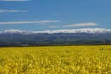 agricultural;agriculture;canola;Canterbury;color;colors;colour;colours;country;countryside;crop;cropping;crops;cultivate;cultivation;farm;farming;farmland;farms;field;fields;flower;flowers;horticultural;horticulture;meadow;meadows;mountain;mountain-range;mountain-ranges;N.Z.;New-Zealand;NZ;paddock;paddocks;pasture;pastures;ranges;rape-seed;rape_seed;rapeseed;rural;S.I.;SI;snow;snowy;South-Canterbury;South-Is;South-Is.;South-Island;spring;spring-time;spring_time;Sth-Canterbury;Sth-Is;Timaru;yellow