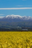 agricultural;agriculture;canola;Canterbury;color;colors;colour;colours;country;countryside;crop;cropping;crops;cultivate;cultivation;farm;farming;farmland;farms;field;fields;flower;flowers;horticultural;horticulture;meadow;meadows;mountain;mountain-range;mountain-ranges;N.Z.;New-Zealand;NZ;paddock;paddocks;pasture;pastures;ranges;rape-seed;rape_seed;rapeseed;rural;S.I.;SI;snow;snowy;South-Canterbury;South-Is;South-Is.;South-Island;spring;spring-time;spring_time;Sth-Canterbury;Sth-Is;Timaru;yellow
