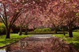 Ashburton;Ashburton-Domain;Ashburton-Gardens;avenue;avenues;bloom;blooming;blooms;blossom;blossoming;blossoms;Botanic-Garden;Botanic-Gardens;Botanical-Garden;Botanical-Gardens;calm;Canterbury;Christchurch;footpath;footpaths;fresh;grow;growth;in-springtime;Mid-Canterbury;Mid_Canterbury;N.Z.;New-Zealand;NZ;path;paths;pathway;pink;pink-blossom;placid;quiet;reflection;reflections;renew;S.I.;season;seasonal;seasons;serene;SI;smooth;South-Is;South-Is.;South-Island;spring;springtime;Sth-Is;still;tranquil;water