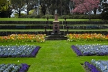 bloom;blooming;blooms;blossom;blossoming;blossoms;Botanic-Garden;Botanic-Gardens;Botanical-Garden;Botanical-Gardens;Canterbury;flower;flower-garden;flower-gardens;flowers;garden;gardens;N.Z.;New-Zealand;NZ;poppies;poppy;Queen-Victoria-Memorial;S.I.;season;seasonal;seasons;SI;South-Canterbury;South-Is;South-Is.;South-Island;spring;spring-time;spring_time;springtime;Sth-Is;Timaru;Timaru-Botanic-Garden;Timaru-Botanic-Gardens;Timaru-Botanical-Garden;Timaru-Botanical-Gardens;Timaru-Garden;Timaru-Gardens;tulip;tulips;Victoria-Memorial