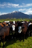 agricultural;agriculture;animal;animals;Canterbury;cattle;country;countryside;cow;cows;dairy;dairy-cow;dairy-cows;dairy-farm;dairy-farms;farm;farming;farmland;farms;field;fields;Herbivore;Herbivores;Herbivorous;Livestock;mammal;mammals;meadow;meadows;Mid-Canterbury;Mid_Canterbury;Mount-Somers;Mt-Somers;Mt.-Somers;N.Z.;New-Zealand;NZ;paddock;paddocks;pasture;pastures;rural;S.I.;SI;South-Is;South-Is.;South-Island;Staveley;Sth-Is;stock