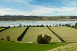 agricultural;agriculture;Aotearoa;Canterbury;country;countryside;farm;farming;farmland;farms;field;fields;meadow;meadows;Mid-Canterbury;N.Z.;New-Zealand;NZ;paddock;paddocks;pasture;pastures;Rakaia-River;rural;South-Is;South-Island;Sth-Is;wind-break;wind-breaks;windbreak;windbreaks