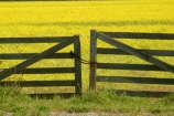 agricultural;agriculture;Canola;canterbury;chain;chained;chains;close;closed;color;colors;colour;colours;country;countryside;crop;cropping;crops;cultivate;cultivation;farm;farming;farmland;farms;fence;fences;field;fields;flower;flowers;gate;gate_way;gate_ways;gates;gateway;gateways;horticultural;horticulture;latch;lock;meadow;meadows;new-zealand;paddock;paddocks;pasture;pastures;rape-seed;rural;shut;south-canterbury;south-island;yellow