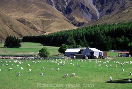 spring;grass;green;fence;fenceline;sheep;lamb;lambs;paddock;paddocks;field;fields;pasture;pastures;meadow;meadows;agriculture;rural;farm;farms;farmer;farming;lush;verdant;wool
