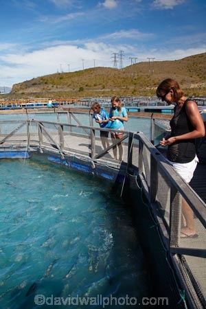 aqua-farm;aqua-farming;aqua-farms;aqua_farm;aqua_farming;aqua_farms;aquaculture;aquafarm;aquafarming;aquafarms;boy;Canterbury;families;family;fish;fish-farm;fish-farming;fish-farms;fish-feeding;fish_farm;fish_farming;fishes;fishing;girl;High-Country-Salmon;High-Country-Salmon-Farm;Lake-Ruataniwha;Mackenzie-Country;Mackenzie-District;N.Z.;New-Zealand;North-Otago;NZ;Otago;people;person;S.I;S.I.;salmon;salmon-farm;salmon-farms;SI;South-Canterbury;South-Is;South-Island;sport-fish;Sth-Is;Wairepo-Arm;Waitaki-District;Waitaki-Region;Waitaki-Valley
