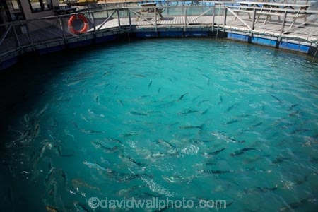 aqua-farm;aqua-farming;aqua-farms;aqua_farm;aqua_farming;aqua_farms;aquaculture;aquafarm;aquafarming;aquafarms;Canterbury;fish;fish-farm;fish-farming;fish-farms;fish_farm;fish_farming;fishes;fishing;High-Country-Salmon;High-Country-Salmon-Farm;Lake-Ruataniwha;Mackenzie-Country;Mackenzie-District;N.Z.;New-Zealand;North-Otago;NZ;Otago;S.I;S.I.;salmon;salmon-farm;salmon-farms;SI;South-Canterbury;South-Is;South-Island;sport-fish;Sth-Is;Wairepo-Arm;Waitaki-District;Waitaki-Region;Waitaki-Valley