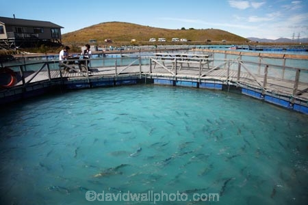 aqua-farm;aqua-farming;aqua-farms;aqua_farm;aqua_farming;aqua_farms;aquaculture;aquafarm;aquafarming;aquafarms;Canterbury;fish;fish-farm;fish-farming;fish-farms;fish_farm;fish_farming;fishes;fishing;High-Country-Salmon;High-Country-Salmon-Farm;Lake-Ruataniwha;Mackenzie-Country;Mackenzie-District;N.Z.;New-Zealand;North-Otago;NZ;Otago;S.I;S.I.;salmon;salmon-farm;salmon-farms;SI;South-Canterbury;South-Is;South-Island;sport-fish;Sth-Is;Wairepo-Arm;Waitaki-District;Waitaki-Region;Waitaki-Valley