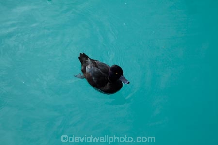 Animal;animals;avian;Aythya-novaeseelandiae;bird;bird-spotting;bird-watching;bird_watching;birds;black;black-duck;black-ducks;Canterbury;duck;ducks;eco-tourism;eco_tourism;ecotourism;Fauna;lake;Lake-Ruataniwha;lakes;Mackenzie-Country;Mackenzie-District;N.Z.;Natural;Nature;New-Zealand;New-Zealand-Scaup;New-Zealand-Scaups;NZ;Ornithology;papango;S.I.;scaup;scaups;SI;South-Canterbury;South-Is;South-Is.;South-Island;Sth-Is;water;wild;wildlife