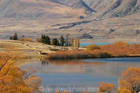 autumn;blue;calm;calmness;clean;clear;Daytime;Exterior;fall;golden;high-country;idyllic;lake;lake-mcgregor;lake-tekapo;lakes;Leisure;mackenzie-country;Nature;new-zealand;Outdoor;Outdoors;Outside;Peaceful;Peacefulness;pure;Quiet;Quietness;Recreation;Reflection;Reflections;scenery;Scenic;Scenics;season;seasonal;seasons;silence;south-island;tekapo;tranquil;tranquility;transparent;tree;trees;two-thumb-range;water;willow;willow-tree;willow-trees;willows;yellow
